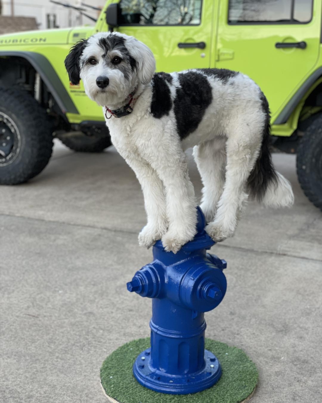 Professional dog training session